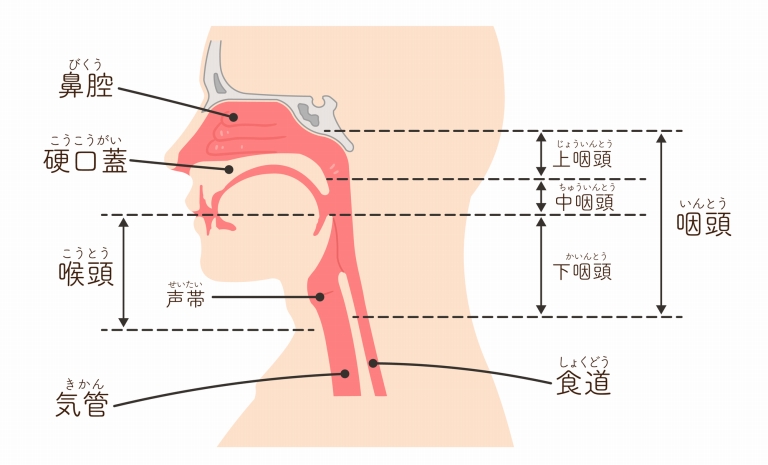咽頭がんの特徴